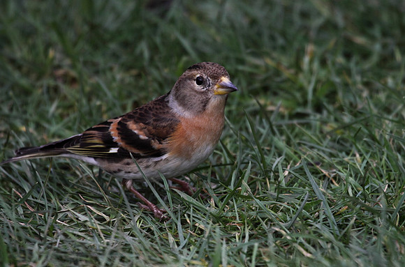 Brambling