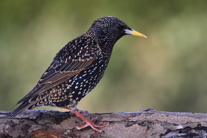 Starling