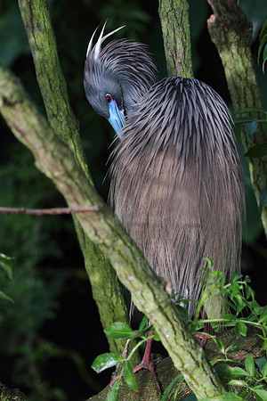 Tri-Colored Heron