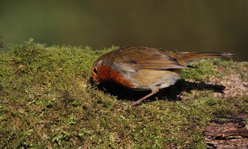Robin