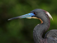 Tri-Colored Heron portrait