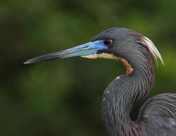 Tri-Colored Heron portrait