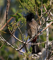 Red Vented Bulbul