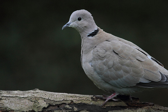 Collared Dove
