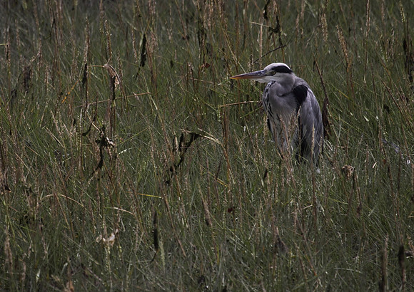 Grey Heron