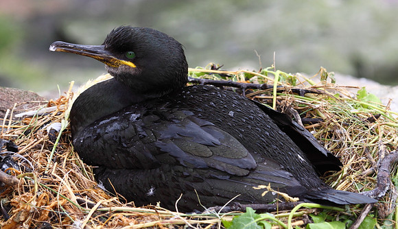 Shag