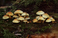 Sulphur Tufts