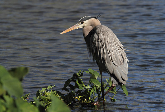 Great Blue Heron