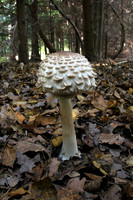 Shaggy Parasol