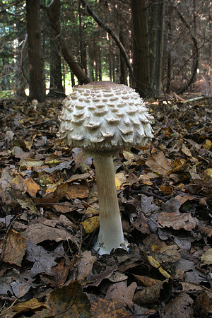 Shaggy Parasol