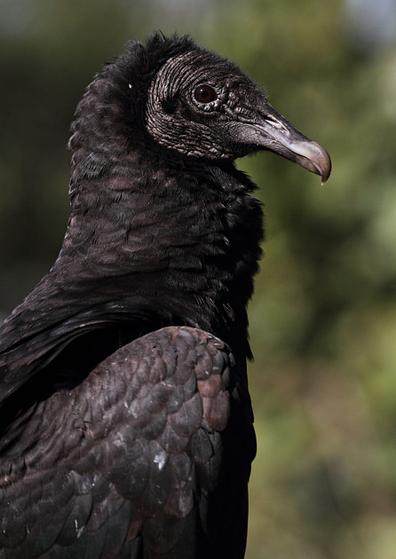 Black Vulture