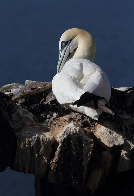 Gannet