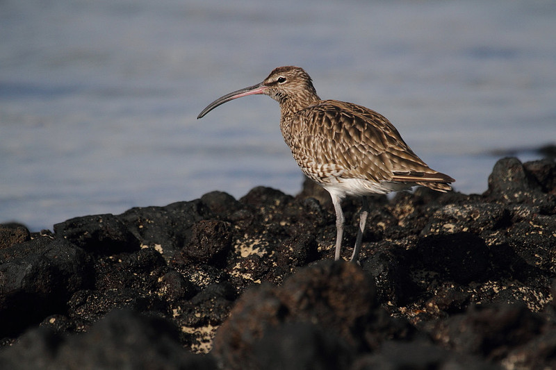 Whimbrel