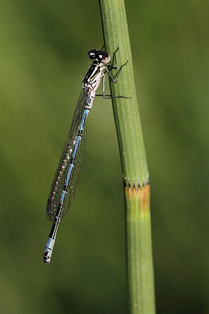 Azure Damselfly