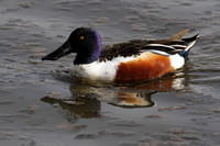 Shoveller (male)