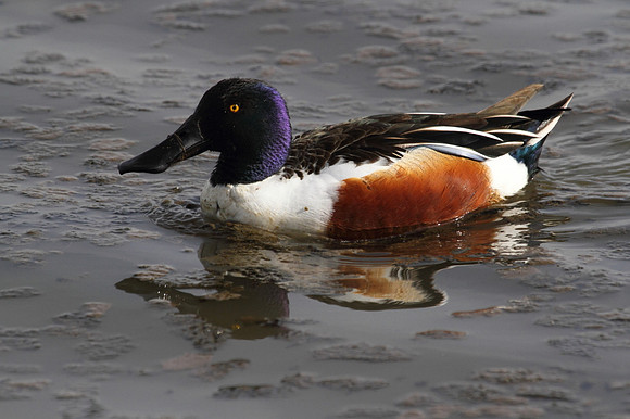 Shoveller (male)