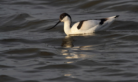 Avocet