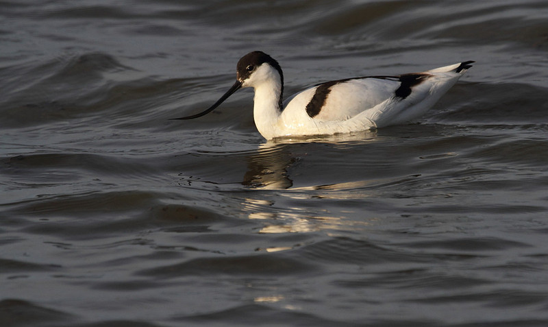 Avocet