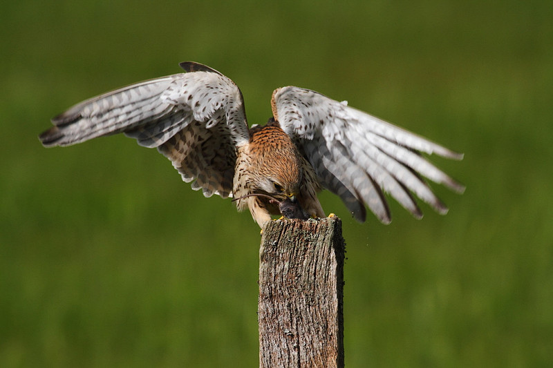 Female Kestrel