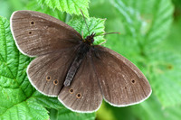 Ringlet
