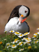 Puffin Preening