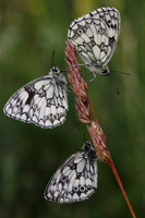 Marbled White Butterflies