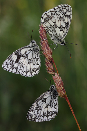 Marbled White Butterflies