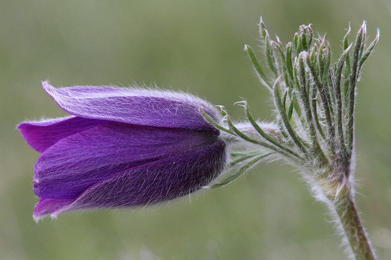 Pasque Flower