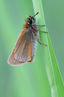 Small Skipper