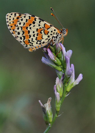 Spotted Fritillary