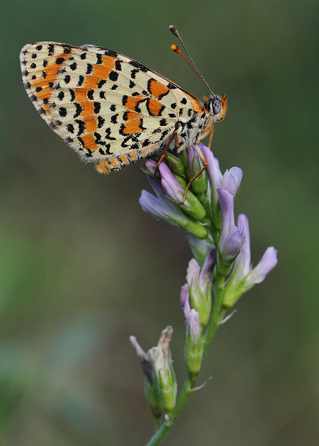 Spotted Fritillary