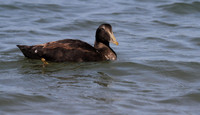Male Eider (juvenile)