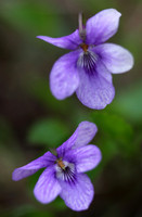 Dog Violet