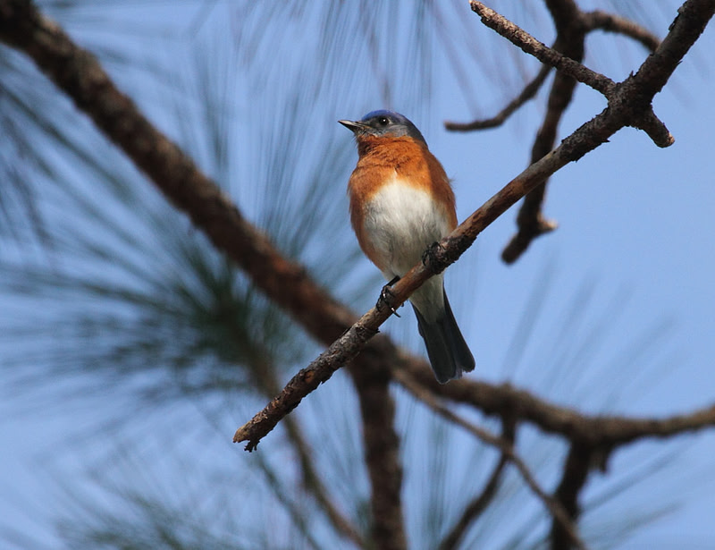 Eastern Bluebird