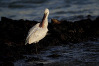 Spoonbill preening