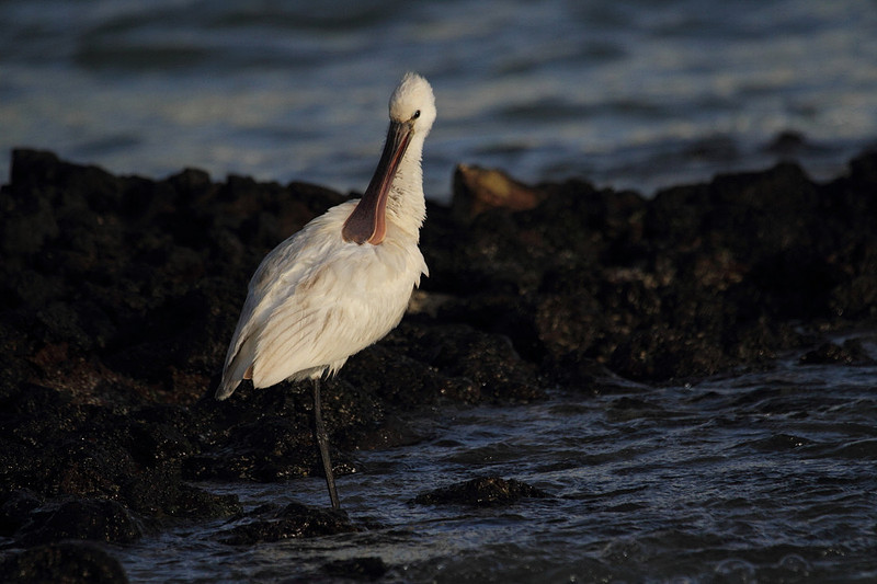 Spoonbill preening
