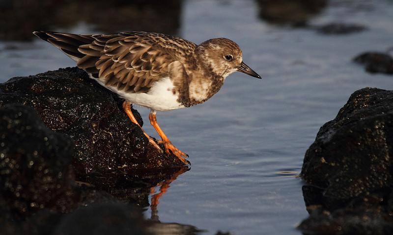Turnstone