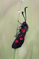 Five Spotted Burnet Moth