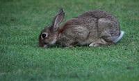 Rabbit