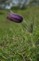 Pasque Flower