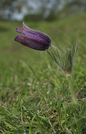 Pasque Flower
