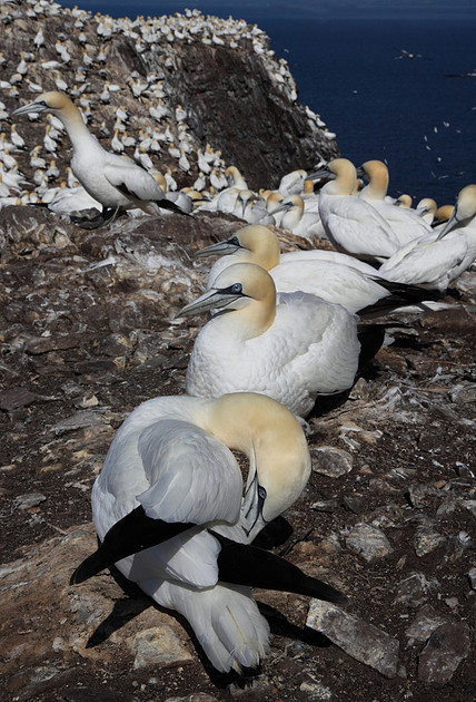Gannet colony