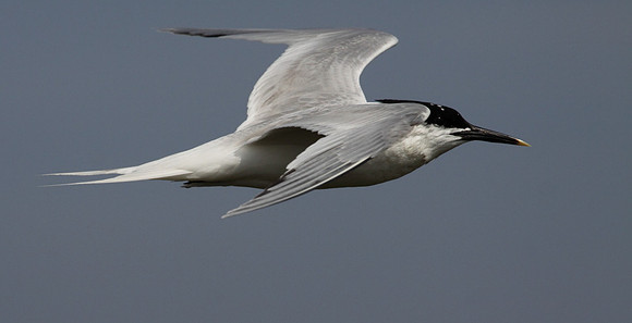 Sandwich Tern