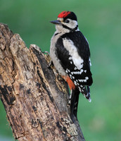 Great Spotted Woodpecker (Juvenile)