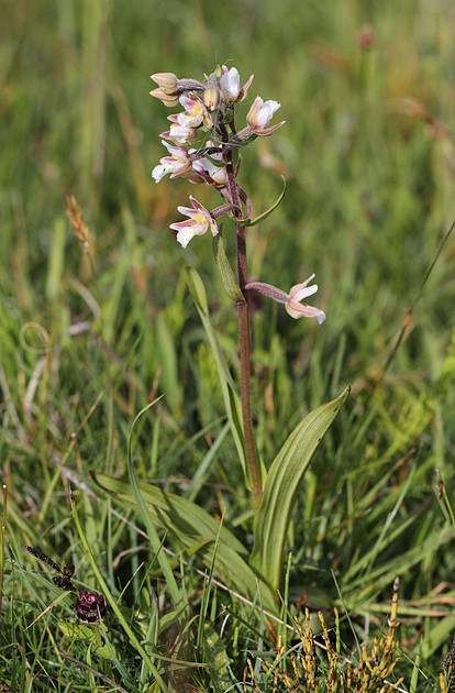 Marsh Helleborine