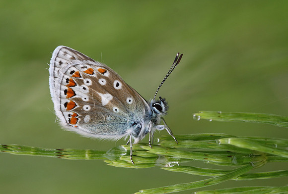 Common Blue Butterfly (male)