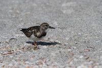 Ruddy Turnstone
