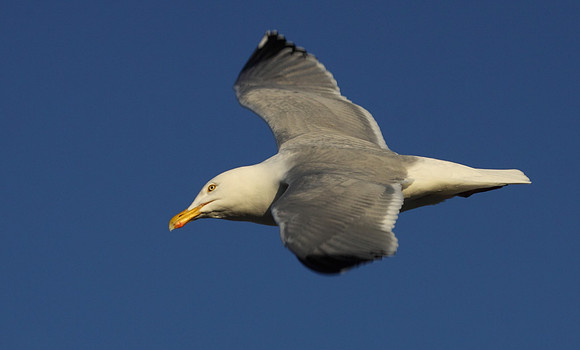 Herring Gull in Flight