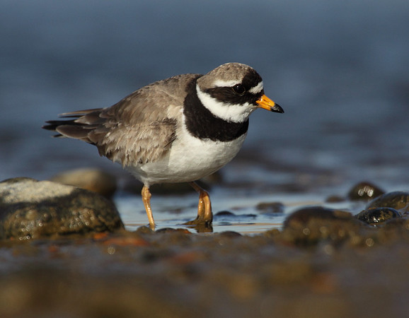 Ringed Plover