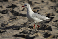 Black Headed Gull